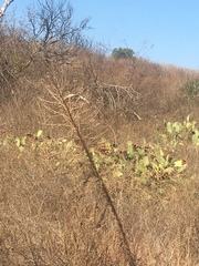 Hesperoyucca whipplei