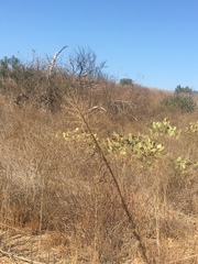 Hesperoyucca whipplei