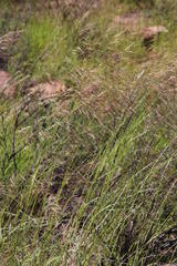 Aristida diffusa diffusa
