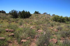 Aristida diffusa diffusa