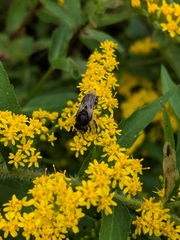 Colletes simulans