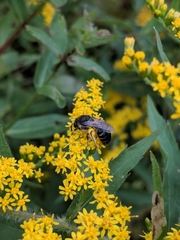 Colletes simulans