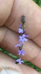 Verbena gracilescens