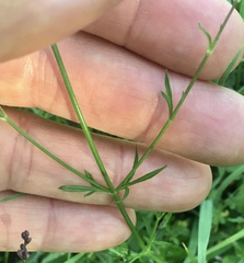 Verbena gracilescens