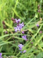 Verbena gracilescens