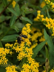 Colletes simulans