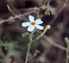 Jamesbrittenia tysonii