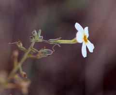 Jamesbrittenia tysonii