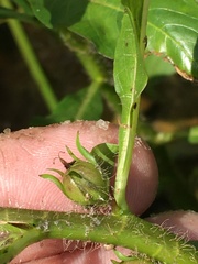 Hydrolea quadrivalvis