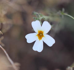 Jamesbrittenia tysonii
