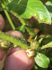 Hydrolea quadrivalvis