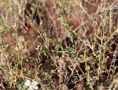 Jamesbrittenia tysonii