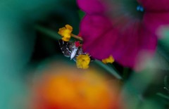 Hymenia perspectalis