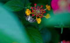 Hymenia perspectalis