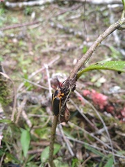 Mecistomela marginata