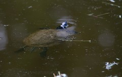 Trachemys scripta elegans