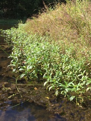 Hydrolea quadrivalvis