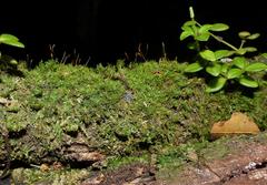 Tortella xanthocarpa