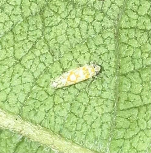 Leafhopper