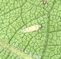 Protalebra nexa