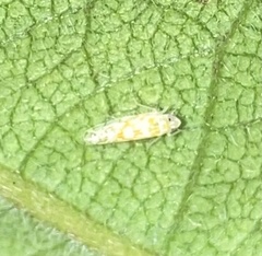 Protalebra nexa