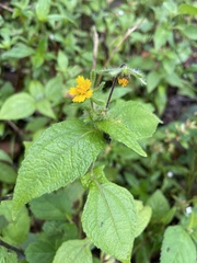 Sigesbeckia agrestis