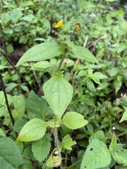 Sigesbeckia agrestis