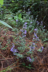 Hedeoma palmeri
