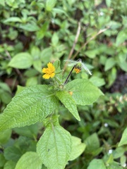 Sigesbeckia agrestis