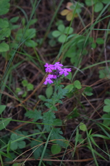 Glandularia elegans