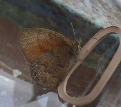 Cyllopsis pertepida pertepida