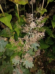 Macleaya