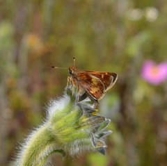 Lon melane vitellina