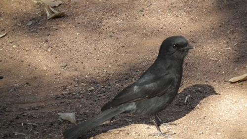 Glanzdrongoschnäpper (Melaenornis pammelaina)