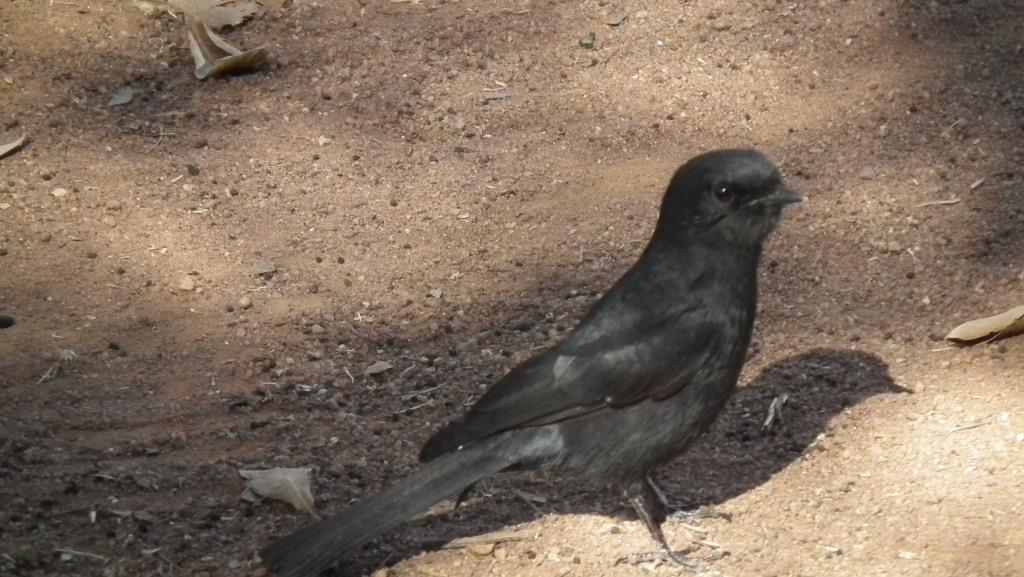 Southern Black-Flycatcher (Melaenornis pammelaina)