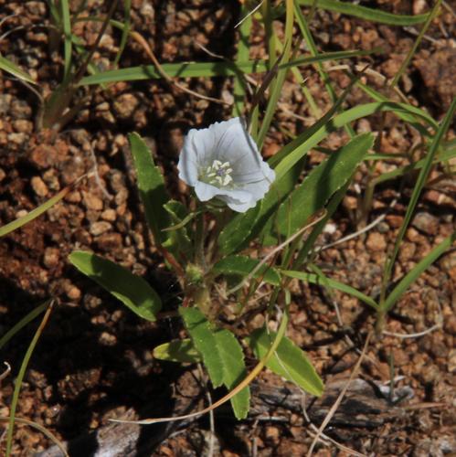 Monsonia glauca