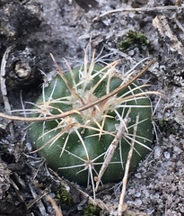 Gymnocalycium