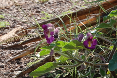 Proboscidea louisianica