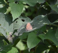 Cyllopsis pertepida pertepida