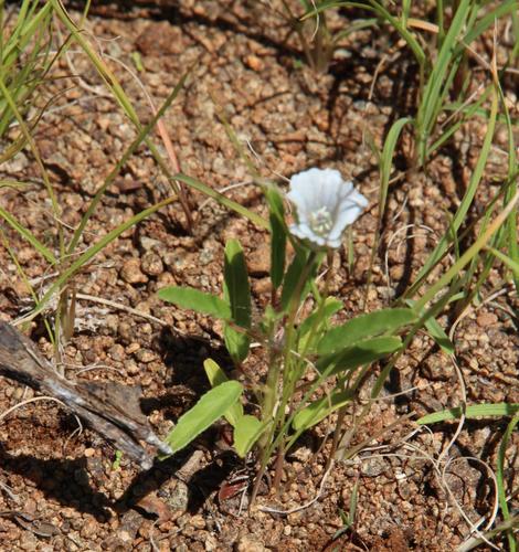 Monsonia glauca