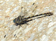 Ceratogomphus triceraticus