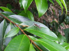 Riptortus abdominalis