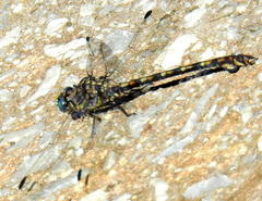 Ceratogomphus triceraticus