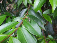 Riptortus abdominalis