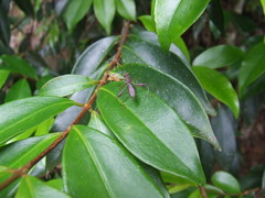 Riptortus abdominalis