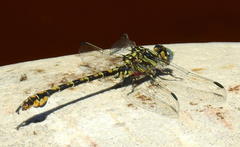 Ceratogomphus triceraticus