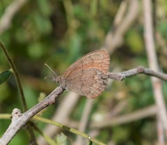 Cyllopsis pertepida pertepida
