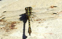 Ceratogomphus triceraticus