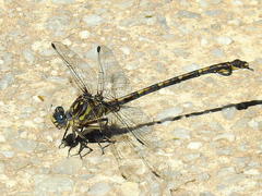 Ceratogomphus triceraticus