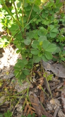 Trifolium dubium